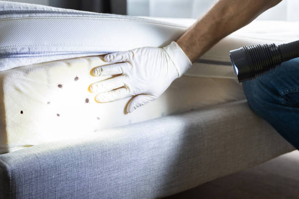 Best Affordable Pest Control Services  in Clarion, IA