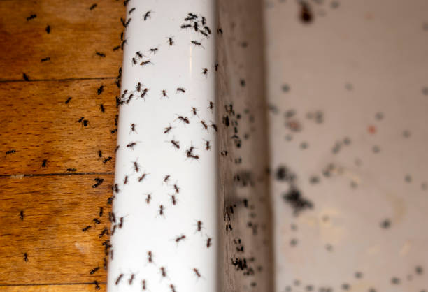 Best Wasp Removal Services  in Clarion, IA